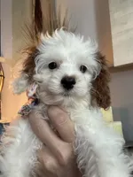 Sweet Pea teeny tiny toy F1 Cavapoo Girl , a female Cavapoo for sale in Carlsbad, CA – 5 of 10
