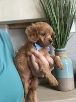 Toby- teeny tiny toy Cavapoo , a male Cavapoo for sale in Carlsbad, CA – 2 of 10