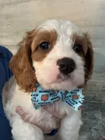 Finnick, a male Cavapoo for sale in Carlsbad, CA – 9 of 10