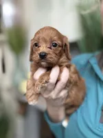 Buddy, a male Cavapoo for sale in Carlsbad, CA – 7 of 10