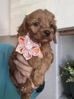 Ginger- red toy Cavapoo , a female Cavapoo for sale in Carlsbad, CA – 7 of 10