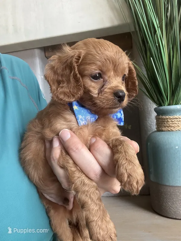 Toby- teeny tiny toy Cavapoo  – Cavapoo puppy for sale in Carlsbad, CA