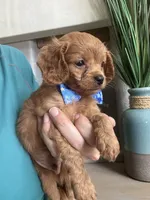 Toby- teeny tiny toy Cavapoo , a male Cavapoo for sale in Carlsbad, CA – 1 of 10