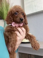 Ruby, a female Cavapoo for sale in Carlsbad, CA – 7 of 10