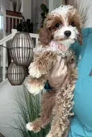 Maggie, a female Cavapoo for sale in Carlsbad, CA – 3 of 8