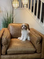 F1 Cavapoo girl Melissa, a female Cavapoo for sale in Carlsbad, CA – 3 of 9