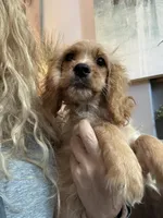 F1 Cavapoo Boy Tucker, a male Cavapoo for sale in Carlsbad, CA – 9 of 10
