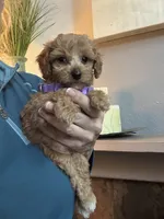 Tiny Toy Cavapoo girl Pumpkin , a female Cavapoo for sale in Carlsbad, CA – 5 of 10