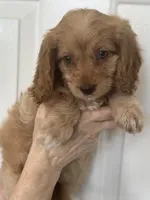 F1 Cavapoo girl 3, a female Cavapoo for sale in Carlsbad, CA – Photo 4 of 10