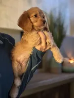 F1 Cavapoo girl 3, a female Cavapoo for sale in Carlsbad, CA – Photo 9 of 10