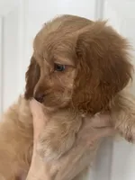 F1 Cavapoo girl 3, a female Cavapoo for sale in Carlsbad, CA – Photo 6 of 10