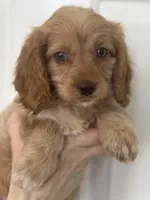 F1 Cavapoo girl 3, a female Cavapoo for sale in Carlsbad, CA – Photo 3 of 10
