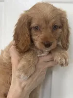 F1 Cavapoo girl 3, a female Cavapoo for sale in Carlsbad, CA – Photo 7 of 10