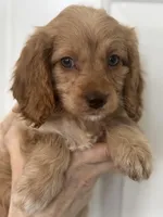 F1 Cavapoo girl 3, a female Cavapoo for sale in Carlsbad, CA – Photo 1 of 10