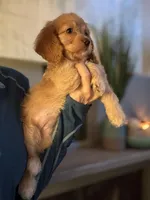 F1 Cavapoo girl 3, a female Cavapoo for sale in Carlsbad, CA – Photo 8 of 10