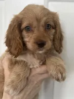 F1 Cavapoo girl 3, a female Cavapoo for sale in Carlsbad, CA – Photo 2 of 10