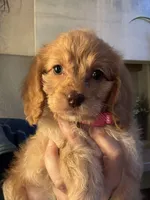 F1 Cavapoo girl 3, a female Cavapoo for sale in Carlsbad, CA – Photo 10 of 10