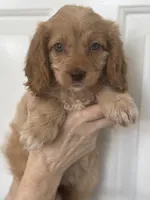 F1 Cavapoo girl 3, a female Cavapoo for sale in Carlsbad, CA – Photo 5 of 10