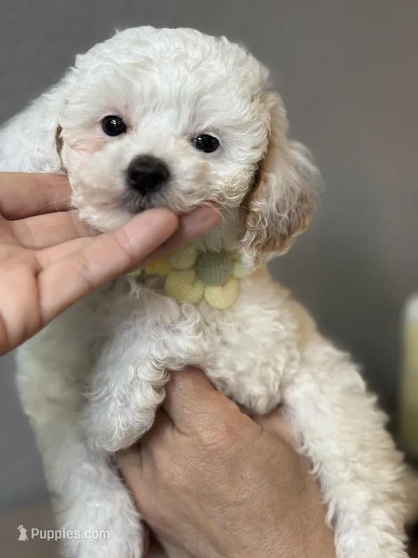Fiona – Cavapoo, Poodle - Miniature  puppy for sale in Carlsbad, CA