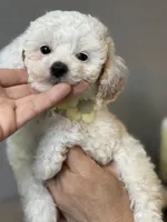 Maggie, a female Cavapoo and Poodle - Miniature  for sale in Carlsbad, CA – 1 of 10