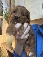 Buck, a male Cavapoo for sale in Carlsbad, CA – 8 of 10