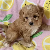 Apricot Toy Cavapoo girl Little Tulip , a female Cavapoo for sale in Carlsbad, CA – Photo 3 of 10
