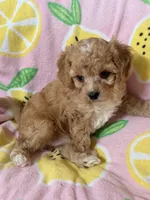 Little Tulip , a female Cavapoo for sale in Carlsbad, CA – Photo 3 of 10