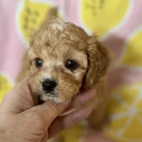 Apricot Toy Cavapoo girl Little Tulip , a female Cavapoo for sale in Carlsbad, CA – Photo 6 of 10