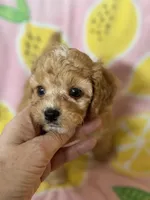 Little Tulip , a female Cavapoo for sale in Carlsbad, CA – Photo 5 of 10