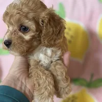 Apricot Toy Cavapoo girl Little Tulip , a female Cavapoo for sale in Carlsbad, CA – Photo 7 of 10