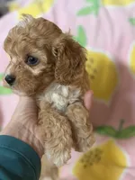 Little Tulip , a female Cavapoo for sale in Carlsbad, CA – Photo 6 of 10