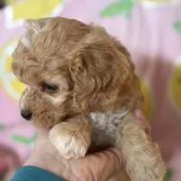 Apricot Toy Cavapoo girl Little Tulip , a female Cavapoo for sale in Carlsbad, CA – Photo 5 of 10