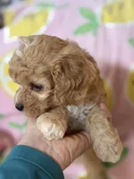 Little Tulip , a female Cavapoo for sale in Carlsbad, CA – Photo 4 of 10