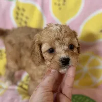 Apricot Toy Cavapoo girl Little Tulip , a female Cavapoo for sale in Carlsbad, CA – Photo 9 of 10