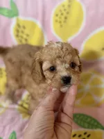 Little Tulip , a female Cavapoo for sale in Carlsbad, CA – Photo 9 of 10