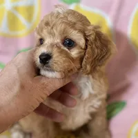 Apricot Toy Cavapoo girl Little Tulip , a female Cavapoo for sale in Carlsbad, CA – Photo 2 of 10