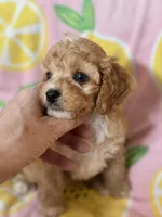 Little Tulip , a female Cavapoo for sale in Carlsbad, CA – Photo 1 of 10