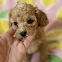 Apricot Toy Cavapoo girl Little Tulip , a female Cavapoo for sale in Carlsbad, CA – Photo 10 of 10