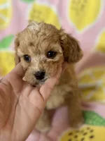 Little Tulip , a female Cavapoo for sale in Carlsbad, CA – Photo 10 of 10