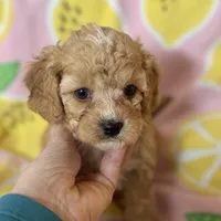 Apricot Toy Cavapoo girl Little Tulip , a female Cavapoo for sale in Carlsbad, CA – Photo 4 of 10