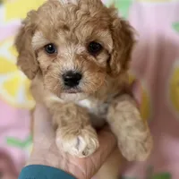 Apricot Toy Cavapoo girl Little Tulip , a female Cavapoo for sale in Carlsbad, CA – Photo 8 of 10