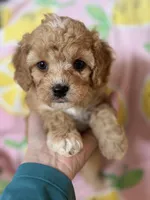 Little Tulip , a female Cavapoo for sale in Carlsbad, CA – Photo 8 of 10