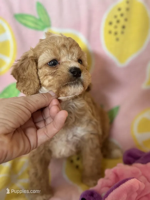 Apricot Toy Cavapoo girl Little Tulip  – Cavapoo puppy for sale in Carlsbad, CA