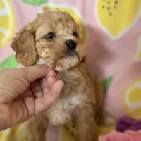 Apricot Toy Cavapoo girl Little Tulip , a female Cavapoo for sale in Carlsbad, CA – Photo 1 of 10
