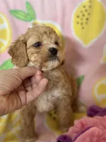 Little Tulip , a female Cavapoo for sale in Carlsbad, CA – Photo 7 of 10
