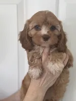 F1 Cavapoo girl 2, a female Cavapoo for sale in Carlsbad, CA – Photo 4 of 10