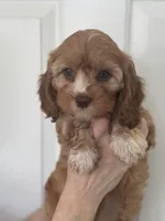 F1 Cavapoo girl 2, a female Cavapoo for sale in Carlsbad, CA – Photo 10 of 10