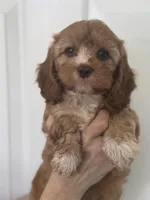 F1 Cavapoo girl 2, a female Cavapoo for sale in Carlsbad, CA – Photo 3 of 10