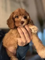 F1 Cavapoo girl 2, a female Cavapoo for sale in Carlsbad, CA – Photo 8 of 10