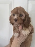 F1 Cavapoo girl 2, a female Cavapoo for sale in Carlsbad, CA – Photo 6 of 10